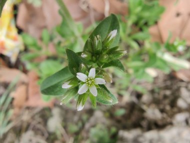 Yapışkan fare kulaklı civciv otu, Cerastium glomeratum veya nemli civciv otu