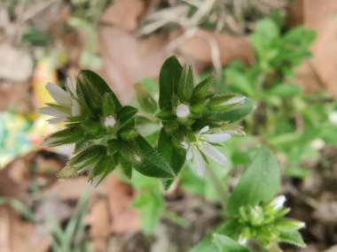 Yapışkan fare kulaklı civciv otu, Cerastium glomeratum veya nemli civciv otu