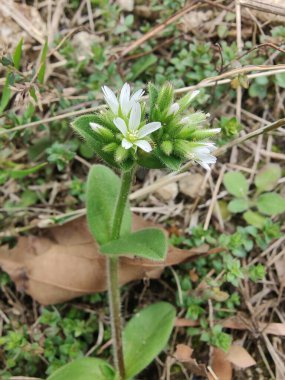 Yapışkan fare kulaklı civciv otu, Cerastium glomeratum veya nemli civciv otu