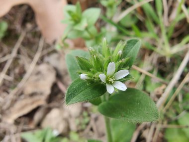 Yapışkan fare kulaklı civciv otu, Cerastium glomeratum veya nemli civciv otu