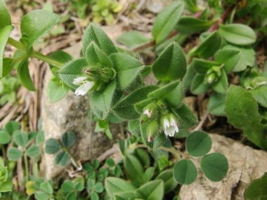 Yapışkan fare kulaklı civciv otu, Cerastium glomeratum veya nemli civciv otu