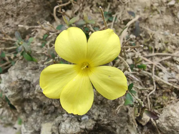 Reinwardtia indica, Linum flavum veya Golden Flax