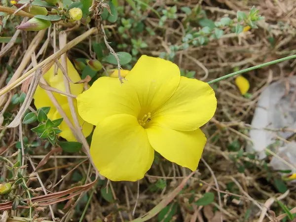 Reinwardtia indica, Linum flavum veya Golden Flax