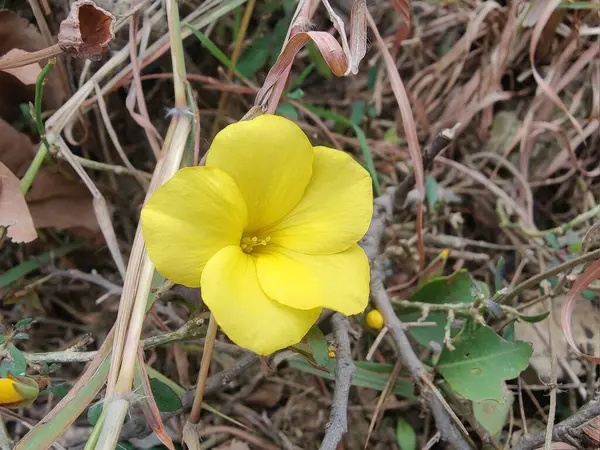 Reinwardtia indica, Linum flavum veya Golden Flax