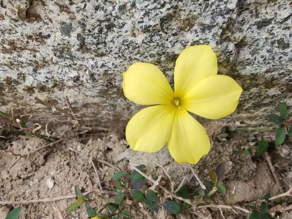 Reinwardtia indica, Linum flavum veya Golden Flax