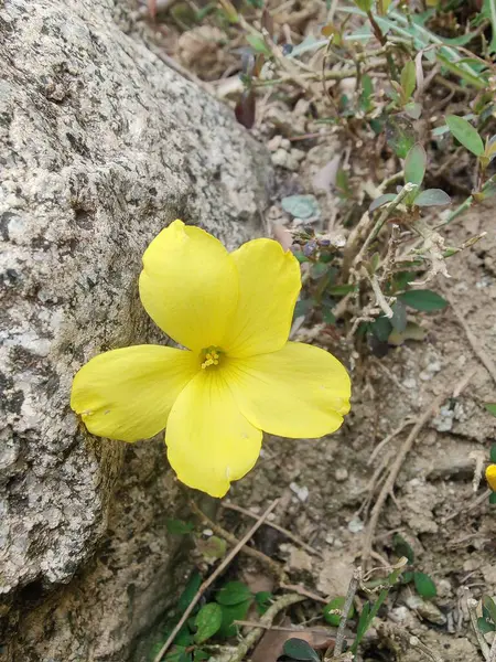 Reinwardtia indica, Linum flavum veya Golden Flax