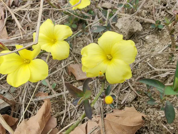 Reinwardtia indica, Linum flavum veya Golden Flax