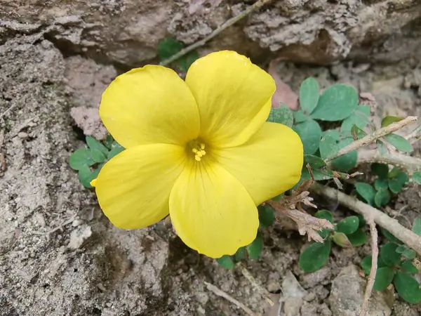 Reinwardtia indica, Linum flavum veya Golden Flax