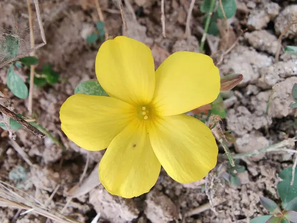 Reinwardtia indica, Linum flavum veya Golden Flax