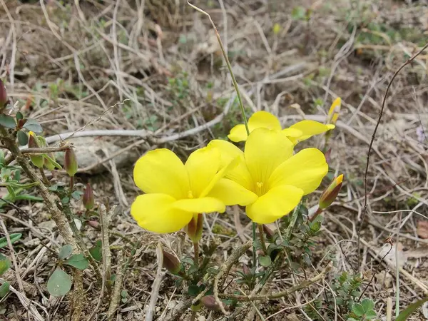 Reinwardtia indica, Linum flavum veya Golden Flax