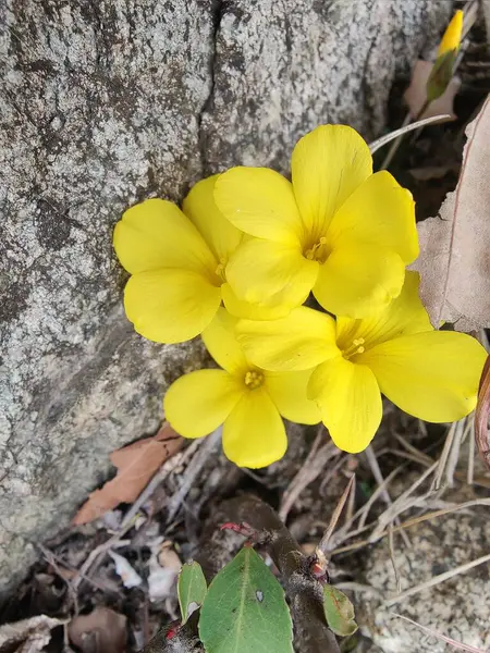 Reinwardtia indica, Linum flavum veya Golden Flax