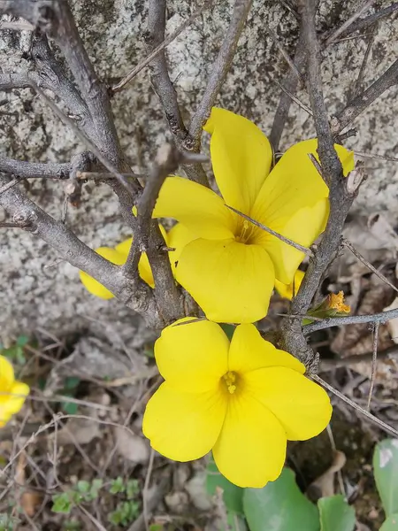 Reinwardtia indica, Linum flavum veya Golden Flax