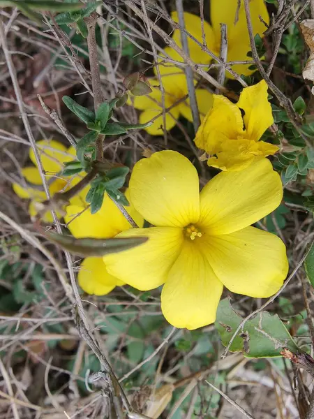 Reinwardtia indica, Linum flavum veya Golden Flax