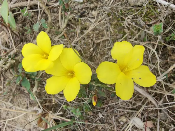 Reinwardtia indica, Linum flavum veya Golden Flax