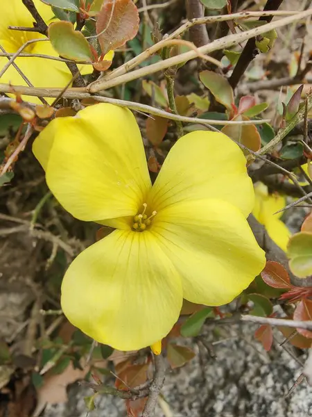 Reinwardtia indica, Linum flavum veya Golden Flax