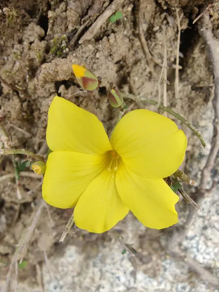 Reinwardtia indica, Linum flavum veya Golden Flax