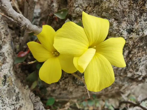 Reinwardtia indica, Linum flavum veya Golden Flax