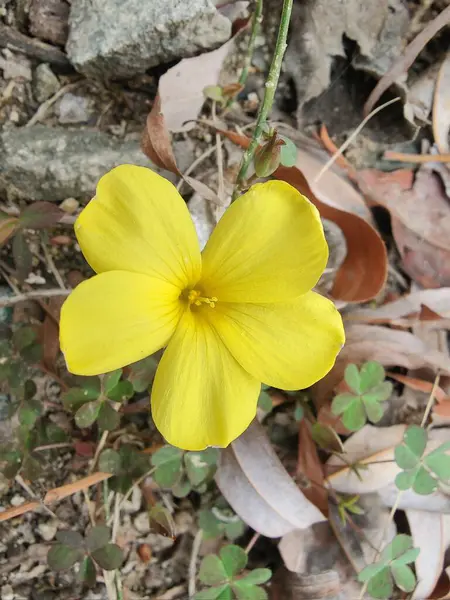 Reinwardtia indica, Linum flavum veya Golden Flax