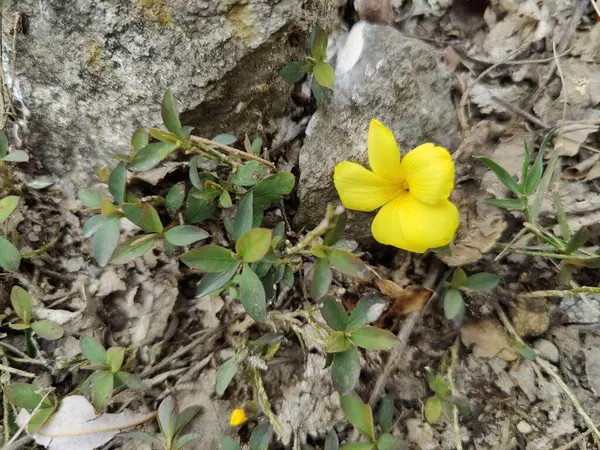 Reinwardtia indica, Linum flavum veya Golden Flax