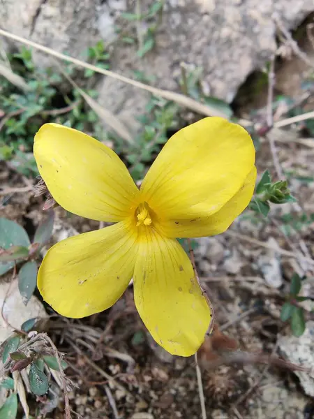 Reinwardtia indica, Linum flavum veya Golden Flax