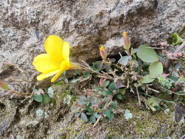 Reinwardtia indica, Linum flavum veya Golden Flax