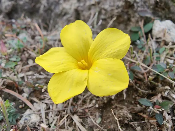 Reinwardtia indica, Linum flavum veya Golden Flax