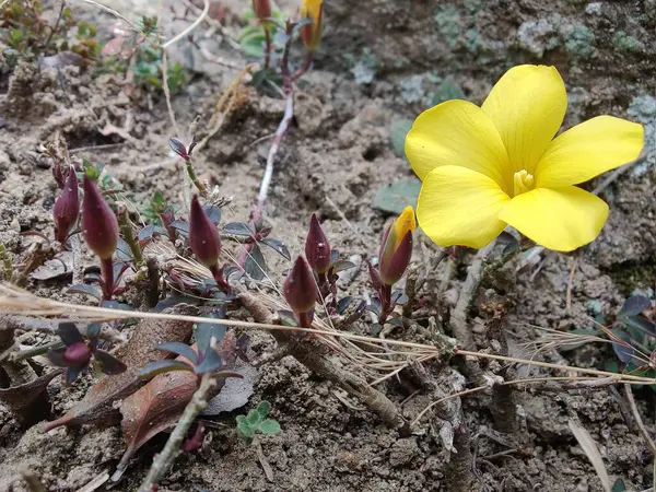 Reinwardtia indica, Linum flavum veya Golden Flax