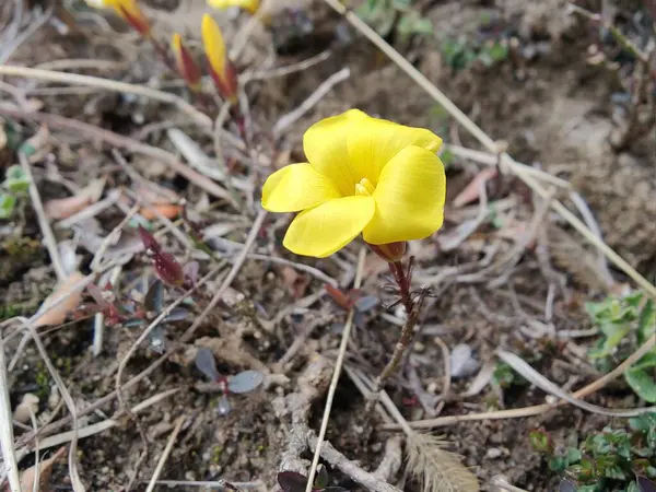 Reinwardtia indica, Linum flavum veya Golden Flax