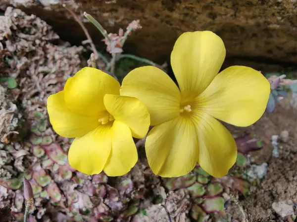 Reinwardtia indica, Linum flavum veya Golden Flax