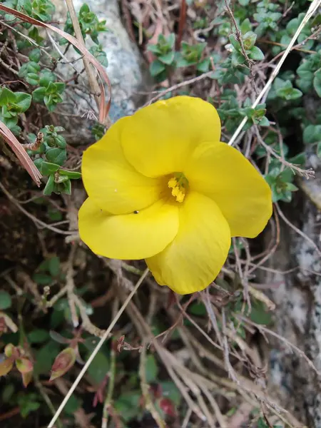 Reinwardtia indica, Linum flavum veya Golden Flax