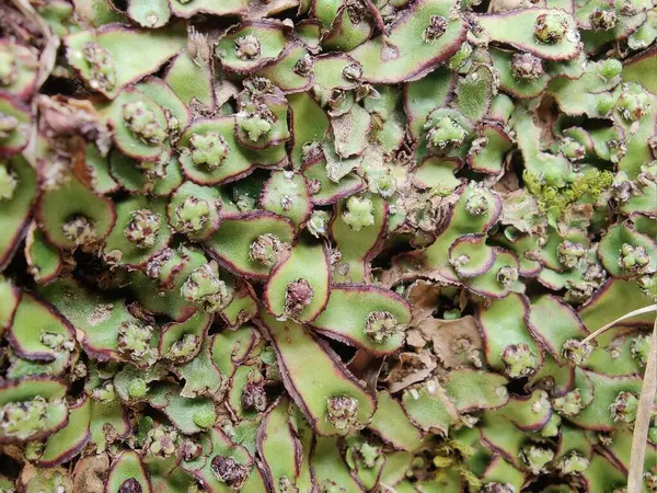 Cliff Waxwort, Plagiochasma rupestre veya Liverwort