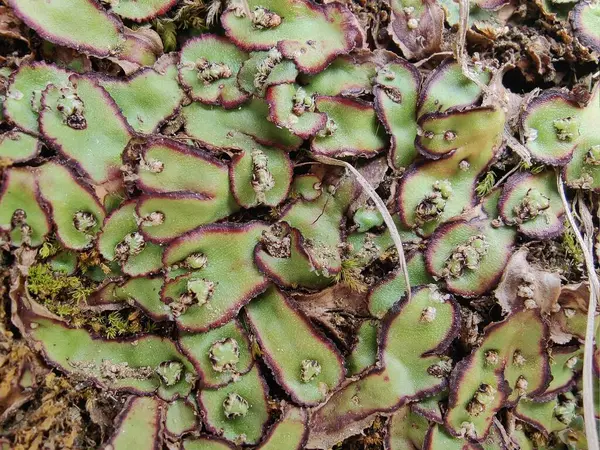 Cliff Waxwort, Plagiochasma rupestre veya Liverwort