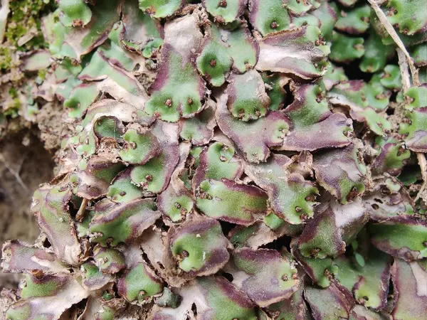 Cliff Waxwort, Plagiochasma rupestre veya Liverwort