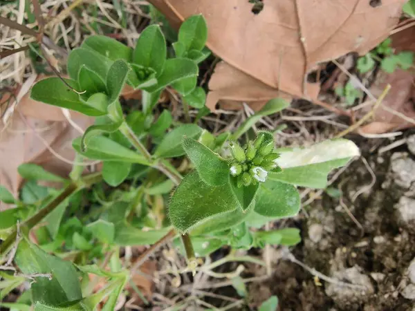 Yapışkan fare kulaklı civciv otu, Cerastium glomeratum veya nemli civciv otu