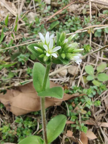 Yapışkan fare kulaklı civciv otu, Cerastium glomeratum veya nemli civciv otu