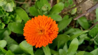Calendula, Ruddles veya Marigold Çiçekleri Çiçek Çiçekleri Çiçekleri Çiçek Açma Bahçesi