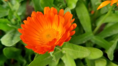 Calendula, Ruddles veya Marigold Çiçekleri Çiçek Çiçekleri Çiçekleri Çiçek Açma Bahçesi