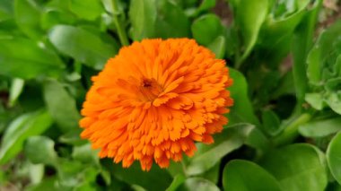Calendula, Ruddles veya Marigold Çiçekleri Çiçek Çiçekleri Çiçekleri Çiçek Açma Bahçesi