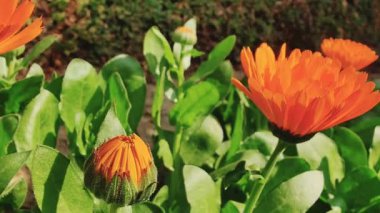 Calendula, Ruddles veya Marigold Çiçekleri Çiçek Çiçekleri Çiçekleri Çiçek Açma Bahçesi