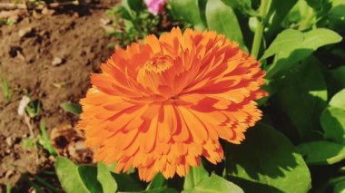 Calendula, Ruddles veya Marigold Çiçekleri Çiçek Çiçekleri Çiçekleri Çiçek Açma Bahçesi