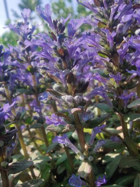 Bugleherb, Ajuga sürüngenleri ya da halıotu mor çiçekleri ve yeşil bitkiler 