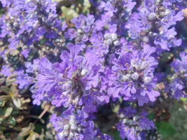 Bugleherb, Ajuga sürüngenleri ya da halıotu mor çiçekleri ve yeşil bitkiler 