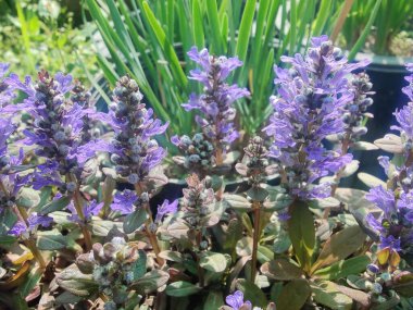 Bugleherb, Ajuga sürüngenleri ya da halıotu mor çiçekleri ve yeşil bitkiler 