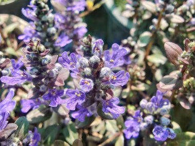 Bugleherb, Ajuga sürüngenleri ya da halıotu mor çiçekleri ve yeşil bitkiler 