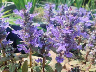 Bugleherb, Ajuga sürüngenleri ya da halıotu mor çiçekleri ve yeşil bitkiler 