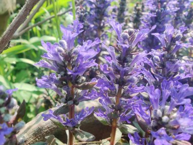 Bugleherb, Ajuga sürüngenleri ya da halıotu mor çiçekleri ve yeşil bitkiler 