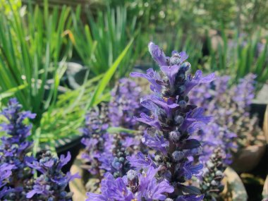 Bugleherb, Ajuga sürüngenleri ya da halıotu mor çiçekleri ve yeşil bitkiler 