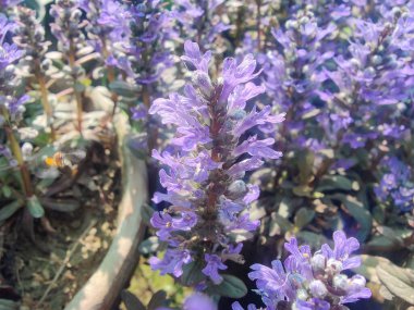 Bugleherb, Ajuga sürüngenleri ya da halıotu mor çiçekleri ve yeşil bitkiler 