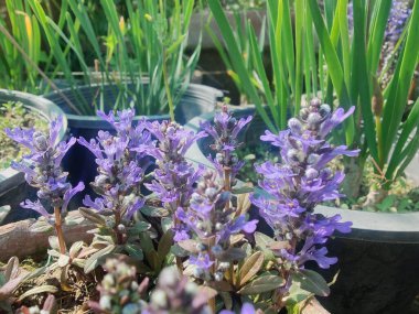 Bugleherb, Ajuga sürüngenleri ya da halıotu mor çiçekleri ve yeşil bitkiler 