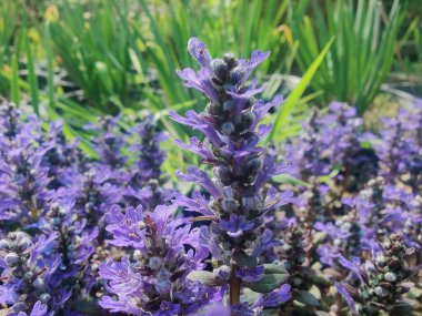 Bugleherb, Ajuga sürüngenleri ya da halıotu mor çiçekleri ve yeşil bitkiler 